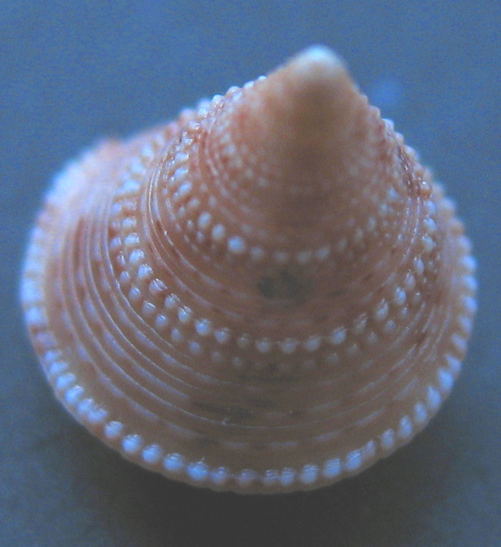 Calliostoma granulatum juv.